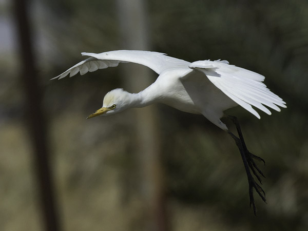 Lehmähaikara, Cattle Egret, Bubulcus ibis